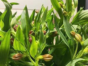 2021春节适合朋友圈祝福语