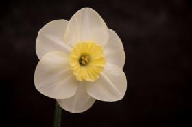 2020微信拜年祝福语创意