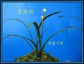豪宗