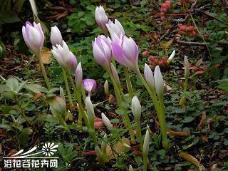 2021除夕祝福唯美文案