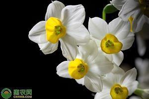 2021年元宵节看花灯的祝福贺词寄语