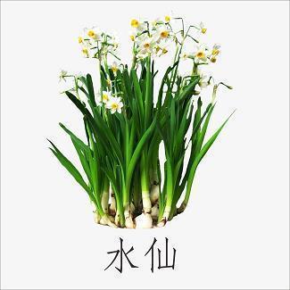 自镜