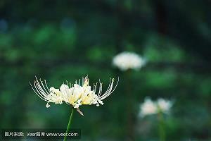 节介