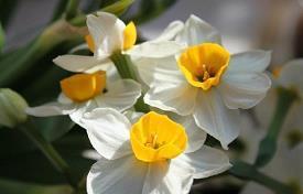 2021春节祝福语微信文案