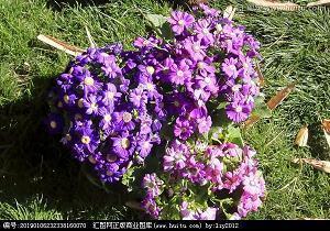 百草权舆