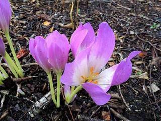 徐志摩最经典的一句话集合24句