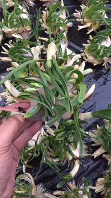 关于宽容的唯美句子 关于宽容的名言