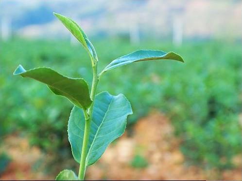 关于童年开心的唯美句子