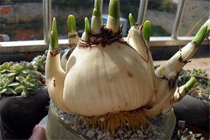 一本正经的沙雕段子 幽默风趣的句子合集79句