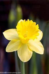 一个人的情人节句子精选65句