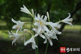 平平淡淡也是真 ——琼 林