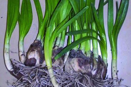 2021新年贺词简短_牛字寓意好的祝福语