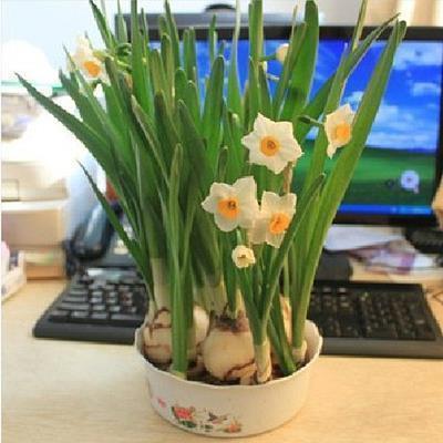 2021牛年新年贺词_牛年祝福语简短的