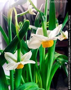 早安说说致自己一句话 因为单纯，所以美好，因为美好，所以悠