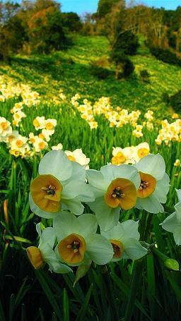 关于赞美蜜蜂的诗句经典古诗大全