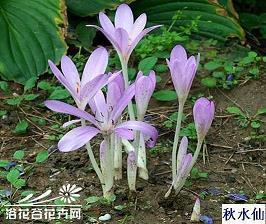 关于流泪的说说