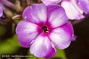花事