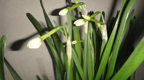 2021感恩节祝福语(精选94句)