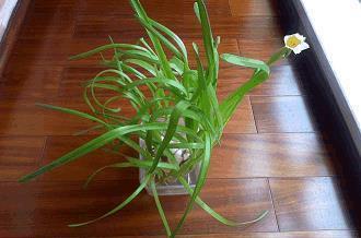 羁梏