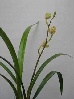 诞率