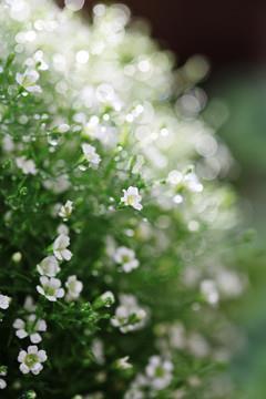 卡布奇诺歌词说说：咖啡馆的那个座位，我在这里盼望着谁归