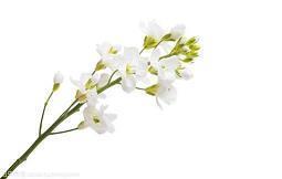 2021牛年走心的春节祝贺词
