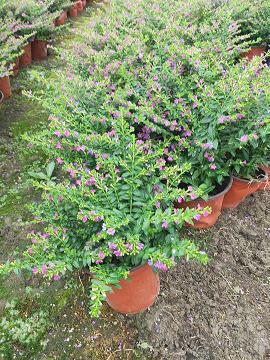 2021简短的爱情句子伤感一点摘抄27句