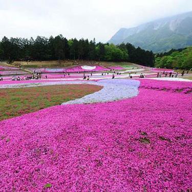 瞻谒