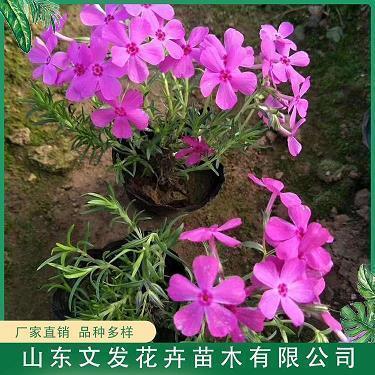 等你等到我心碎句子