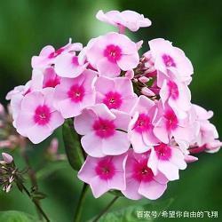 人要学会知足的小故事：贪心的父子