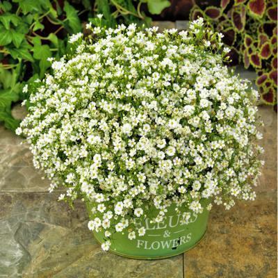 关于流泪的说说伤感