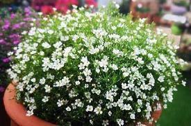 快到圣诞节的说说心情