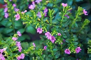 守护2021清明祭英烈留言说说54句