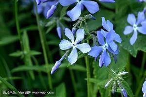 支纷节解