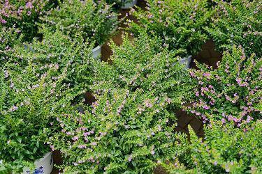 感觉到秋天来了的空间说说 秋天来了天气变凉了的说说