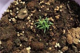 2021寓意好的春节拜年贺词