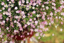 仓央嘉措的诗集经典句子