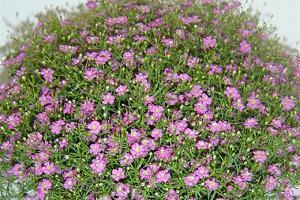 2020元旦祝福语给领导