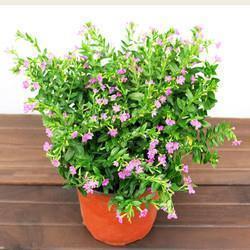 为孩子打气鼓励的话 母亲鼓励孩子简短句子精选65句