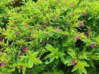 关于暗恋的伤感说说30句