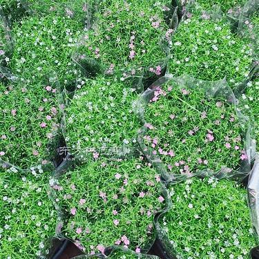 2021中秋节节日祝福语精选74句