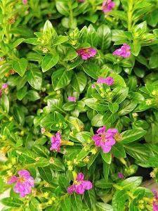 开心过后留下的只是回忆句子