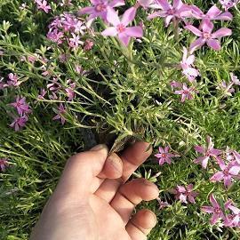 病入膏肓