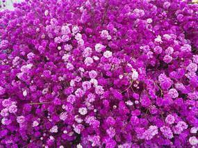 2021春节给父母祝福语