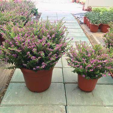 2021美好爱情的句子大全(精选80句)