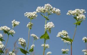 微信女生伤心说说短语大全