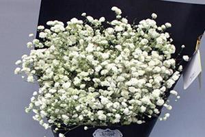 可爱到爆炸的句子