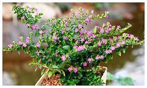 女生节适合发的朋友圈 2021女生节朋友圈说说24句