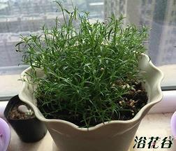 方扬