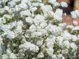 2020年家长教师节祝福语